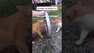 Talking Orange Cat Meme  Original Video [upl. by Seluj]