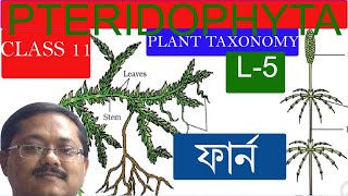 pteridophyta bengali L5Biology Life science bangla free lecture ncert chapter 3 class 11 biology [upl. by Dodd]