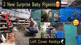 Pura Loft Cover Kardiya😍 2 New Surprise Babies💫🕊 Mukhi Pair For Sale [upl. by Waverley479]