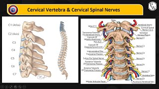 Cervical Vertebrae and Cervical Spinal Nerves [upl. by Saihtam]