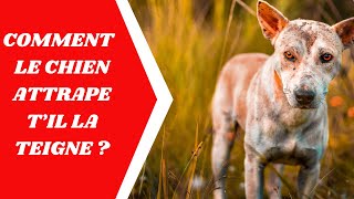 la teigne du chien Comment le chien attrape til la teigne [upl. by Janifer332]