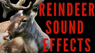 REINDEER SOUND EFFECTS  Reindeer Sounds  maktubytv [upl. by Enilesoj389]