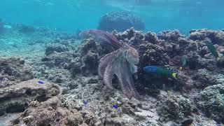 Snorkelling Jurien Bay to Exmouth WA [upl. by Tutankhamen]