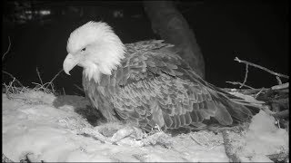 Decorah Eagles  Mom Decorah Lays 3rd Egg Tonight 705 PM 3219 [upl. by Brozak703]