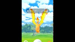 【Pokémon GO Excellent Throw】146 ファイヤー Moltres [upl. by Ehcar]