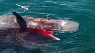 Great White Shark Feeds on Dead Sperm Whale [upl. by Oribel]