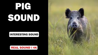 Real Pig Sounds  High Quality  Interesting Pig Sound Experience  4K [upl. by Anawyt]