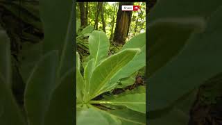 Discover how easy it is to make a Mullein Tincture  The FIND [upl. by Yemac872]