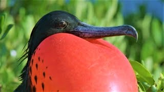 Bizarre Mating Ritual Of The Frigatebird  Wild Caribbean  BBC Earth [upl. by Lesna746]