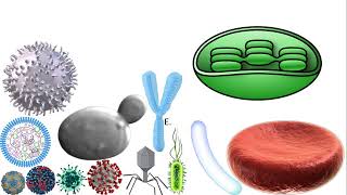 Microorganisms size comparison [upl. by Eskil]