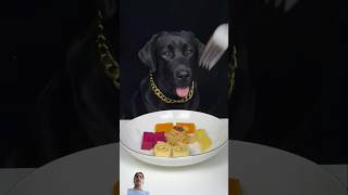 I am a rich and gluttonous Labrador Cute pet debut planytshorts utubeshorts viralvideo dogeat​ [upl. by Dygert828]