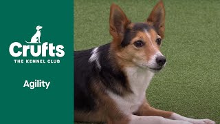 Agility Championship  Small and Medium Final  Crufts 2022 [upl. by Renaud336]