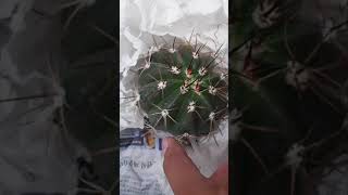 my new melocactus collection Melocactus curvispinus clumping blue melo white melo [upl. by Parthena113]