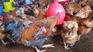 How to handle coccidiosis in your farm simplified [upl. by Annhej]