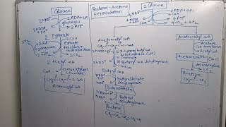 acetoneButanol fermentation pathway [upl. by Vincentia936]