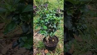 Fukien tea needs a trim 🌳 gnarfieldbonsai bonsaitree bonsai [upl. by Questa130]