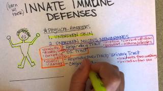 Innate Immunity Part 1 [upl. by Fortuna]