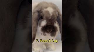 Top 10 Most Popular Bunny Breeds [upl. by Yeruoc]