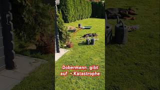 Dobermann gibt aufKatastrophe Wenn die Fachkraft einpennt und Herrchen im Stich lässt shortvideo [upl. by Croom162]