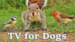 Videos for Dogs To Watch  Dog TV Videos of Birds and Squirrels for Separation Anxiety [upl. by Vyner]