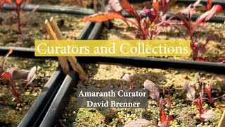 Amaranth Curator David Brenner  Curators and Collections [upl. by Liane]