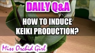 QampA  How to induce keiki production on Orchids [upl. by Katey]