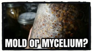 Mold or Mycelium Growing Oyster Mushrooms [upl. by Anikas]