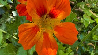 Nasturtiums garden Winnetka  California May 12 2024 — iPhone 14 Pro Max [upl. by Michel]