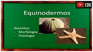 Aula de Equinodermos [upl. by Anerres]