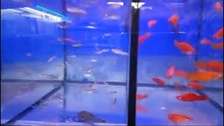 MAIS UM VIDEO COM OS PEIXINHOS PARA O SEU AQUÁRIO [upl. by Antipus]