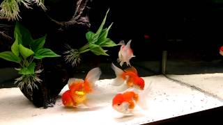 Red Cap Oranda eating Frozen Bloodworms [upl. by Aili870]