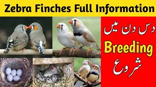 Zebra finch breeding tips  zebra finches complete information  zebra finches care and breeding [upl. by Schroer]