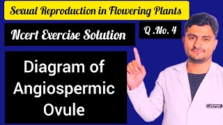 Ovule  Megasporangium Draw a well labelled diagram of angiospermicOvule By Ashwani SSS MBBS neet UG [upl. by Antonina902]