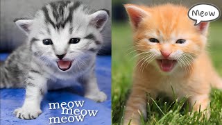 Kittens Meowing for Mom  Kitten Sounds [upl. by Calhoun]