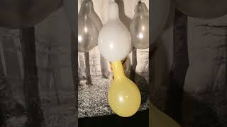 2 Pump to Pops 2 Belbal Balloons glued together balloon balloonpop [upl. by Adnirual]