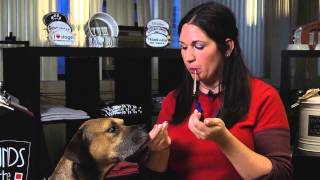 Training Tips How to Use a Silent Dog Whistle  Dog Training Tips [upl. by Oirevlis]