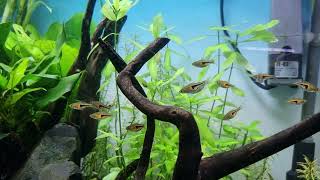 Rasbora Espei [upl. by Pavyer]