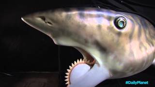 Daily Planet Shark Week  Helicoprion Shark [upl. by Vladimar]