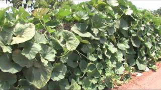 Cucuzza Squash Harvest  August 2011 [upl. by Meredi]