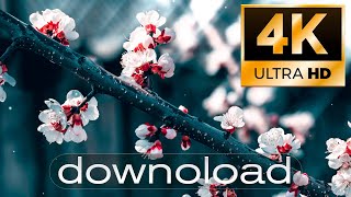 4K Live Wallpaper Persica Background DOWNLOAD LINK [upl. by Aliled]