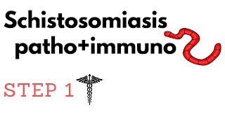 Schistosomiasis Katayama PathoImmuno amp Pharm Granulomas Fibrosis amp Transitional Cell Carcinoma [upl. by Eira]