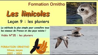 Oiseaux de France 35  Limicoles 9  les pluviers [upl. by Idnak]