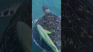 Parasite Fish on the shell sea turtle seaturtlerescue turtlerescue seaturtle turtle [upl. by Akehsar]