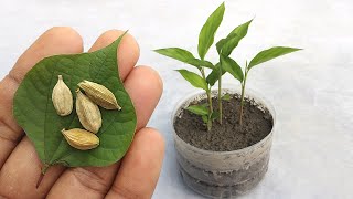 Grow cardamom from seeds  Grow Properly at home  Grow plants from seeds [upl. by Akelam126]