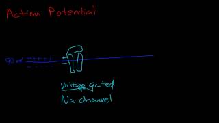 Resting potential and action potential [upl. by Htenay537]