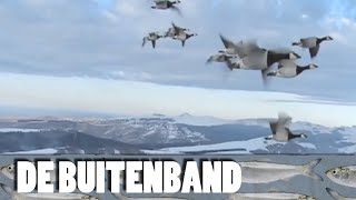 De Buitenband  Ganzen [upl. by Airednaxela400]