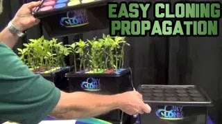 Oxyclone Simply Easy Cloning Propagation Machine  Propagating Clones Cheap Easy Best Way Cuttings [upl. by Quickman338]