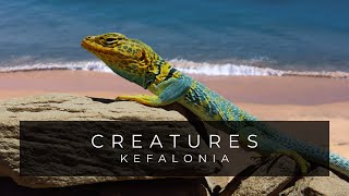 Beautiful Creatures Of Kefalonia  Wildlife Documentary  Greece [upl. by Chapell]