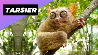 Tarsier 🐒 One Of The Cutest And Rarest Animals In The Wild shorts [upl. by Dorweiler]