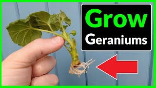 How to Grow Geraniums from Cuttings Complete Process [upl. by Tallula985]